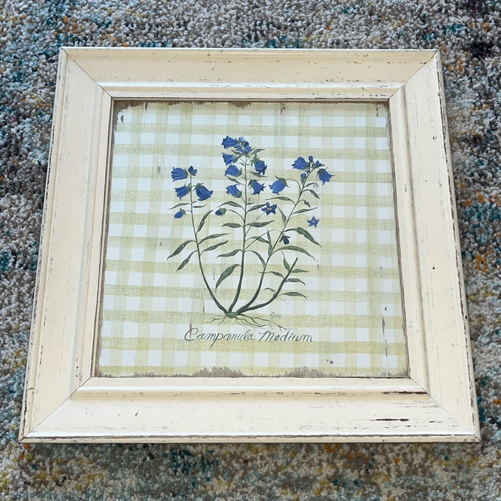 Campanula Medium picture by Jan Cooley